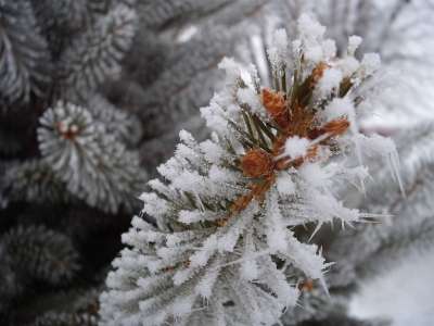 霜 冬天 松树 雪 树 枝杈 寒冷的 冰 圣诞节 森林 自然