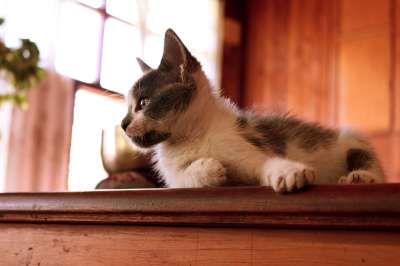 小猫咪 猫 吉祥物 宠物 猫科动物 动物