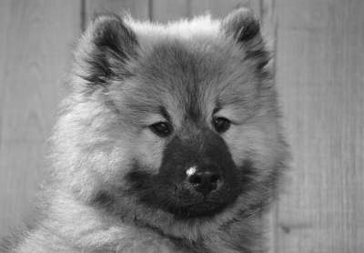 狗 狗Eurasier 黑白照片 肖像小狗 狗肖像 狗罩的黑色