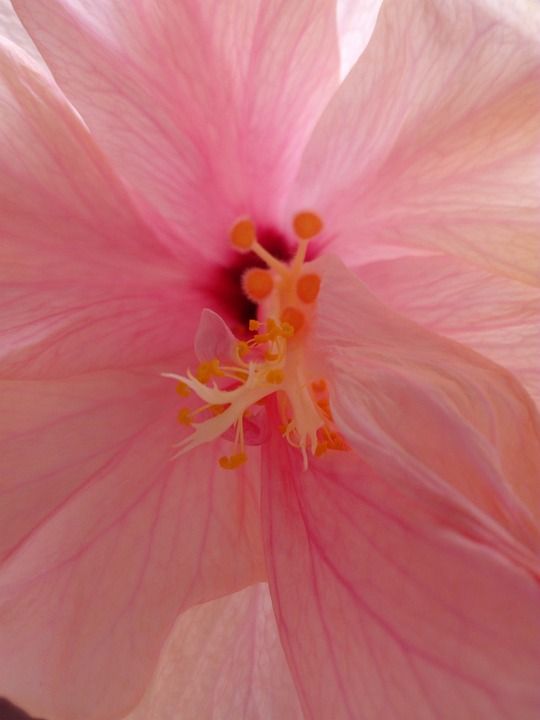 花 植物群 自然 美丽的 花的 颜色 盛开 桌面 夏天 花园