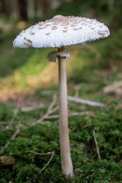 梧桐 蘑菇 巨型 Schirmling 食用菌 森林 食用