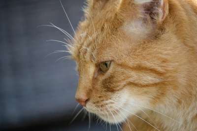 猫 家猫 哺乳动物 动物 野生动物 鲭鱼 红色的 家畜 动物肖像