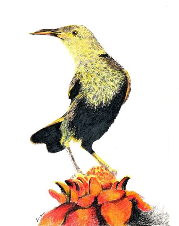 铅笔 插图 鸟 画画 绘画 艺术