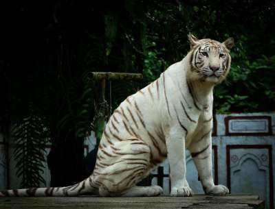 白色的老虎 动物 捕食者 老虎 野生动物 动物园 野猫 猫科动物