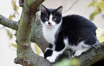 小猫 猫 猫科动物 分支 树 爬 胡须 毛皮 俏皮的 户外的
