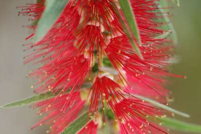 Bottlebrush 花 红色的 植物群 卡利斯特蒙 丰富多彩的