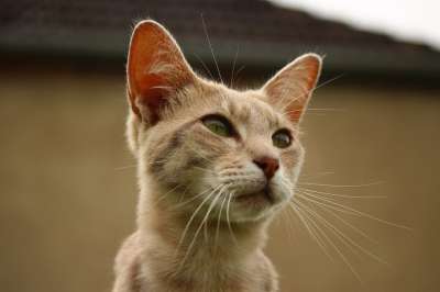 猫 小猫 品种猫 鲭鱼 老虎 虎猫