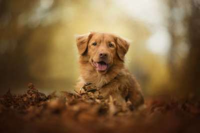 新斯科舍鸭收费猎犬 狗 宠物 吐舌 动物 家犬 犬类 哺乳动物