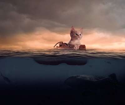 猫 海 开机