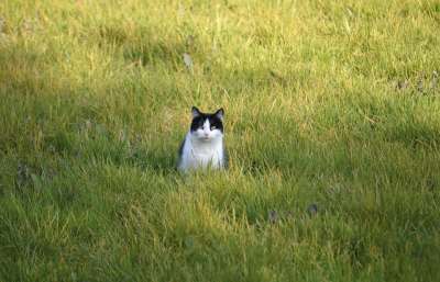 猫 家畜 草地 草 会议 可爱的 花园 动物 动物世界 高草