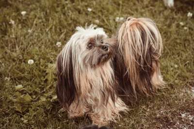 吉娃娃 混种狗 狗 家畜 约克夏犬 动物 国内的 哺乳动物