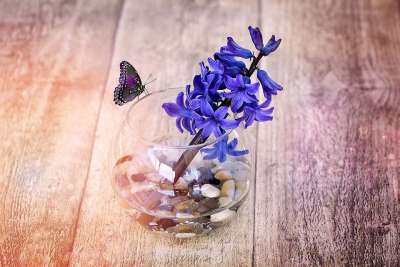 风信子 花 香花 香 春天的花朵 开花 蓝色的 装饰玻璃 花瓶