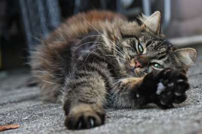 猫 打瞌睡 轻松