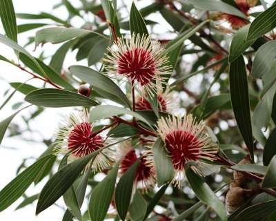 针垫Hakea 花朵 球形 花序 红色的 奶油 坚果 Kodjet