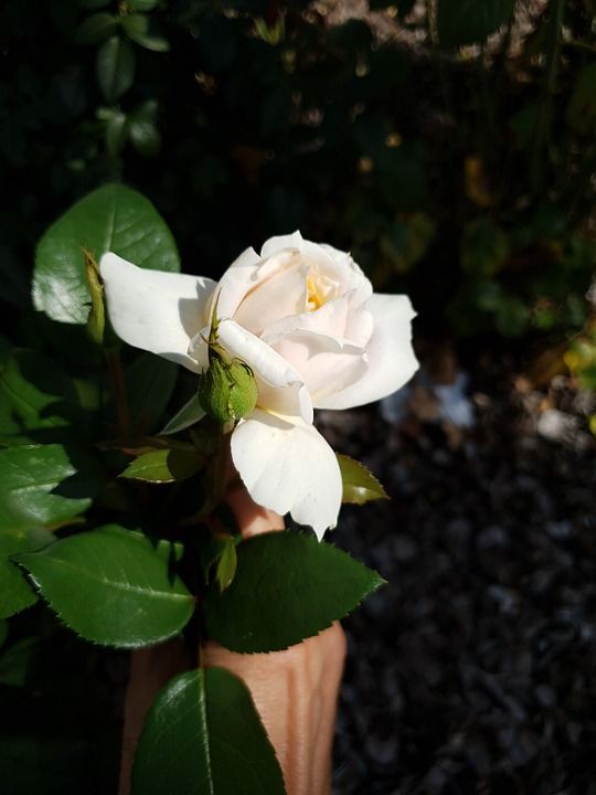 狮子-玫瑰 白色的 植物 盛开 花 花园 植物学 玫瑰