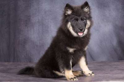 狗 年轻的狗 小狗 肖像 狗Eurasier Eurasier纯种