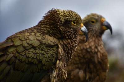 Kea 鸟 动物 山鹦鹉 野生动物 羽毛 自然 观鸟 新西兰