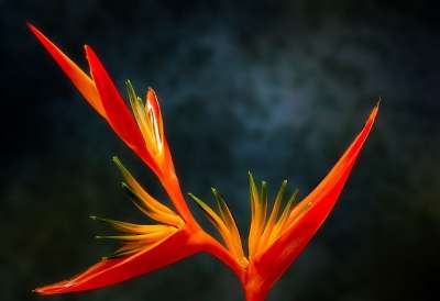 极乐鸟 花 Paradiesvogelblume 异国情调 热带
