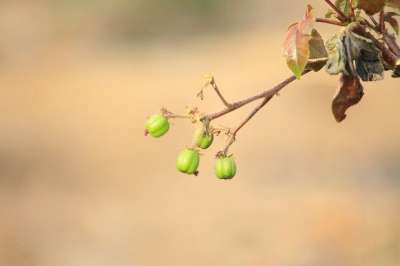 自然 美丽的 森林 户外 夏天 花 晚上 远足 湖 树木