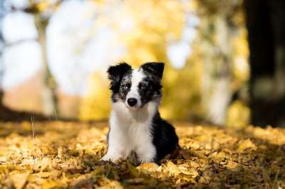 澳大利亚牧羊犬迷你 狗 树木 树叶 落下 说谎