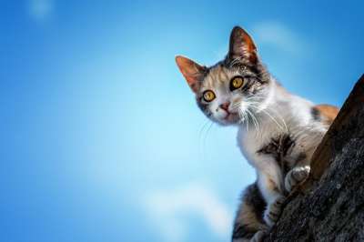 猫 小猫 动物 流浪猫 街头猫 年轻的猫 猫科动物 哺乳动物