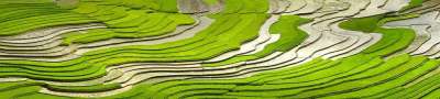 季节，倒水 移植水稻 少数民族 场地 米 梯田 盲目的弹力梳子