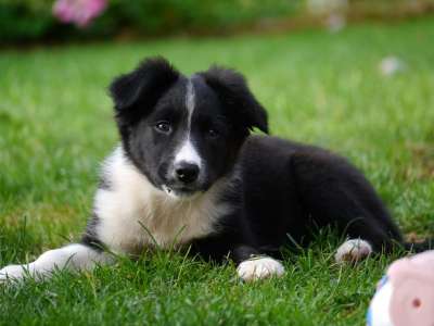 边境牧羊犬 小狗 狗 绿色边界