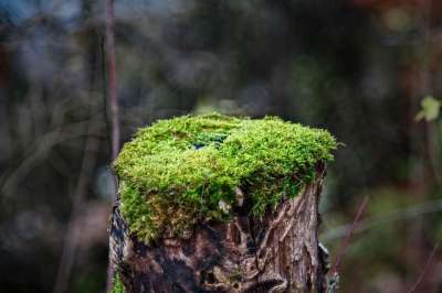 树桩 苔藓 地衣 树干 长满青苔 景观 关闭 木头 森林地面
