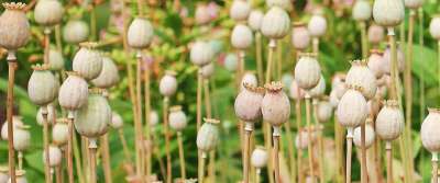 罂粟 棒子上的罂粟 植物 花 自然 罂粟植物 食物 采油 安眠药