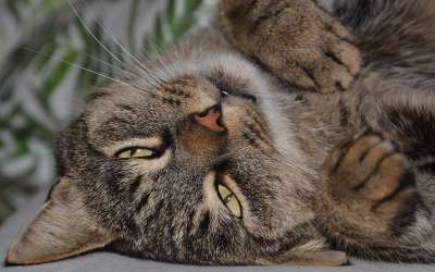 猫 宿醉 家猫 老虎 动物 家畜 猫眼 鲭鱼 猫脸 毛皮