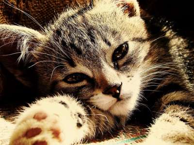 小猫 光线 阳光灿烂 伤心 猫科动物 枪口