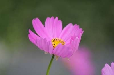 宇宙花 宇宙 花 盛开 花粉 紫色的 绿色小花