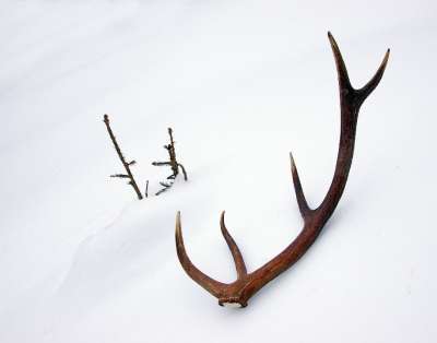 鹿 角 阶段 鹿角 雪 冬天 惊喜 自然 男性 动物 野生