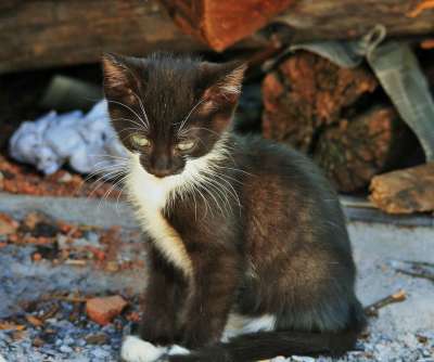 小猫 小的 猫 黑色的 白色的 胆小 可爱的 猫科动物