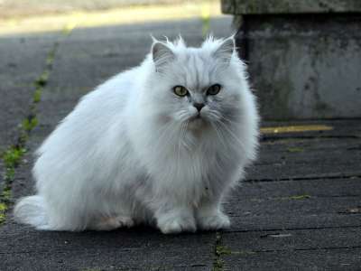 白猫 猫 家猫 小猫 猫肖像 长毛猫 猫眼
