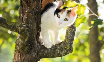 猫 宠物 动物 小猫 印花布猫 年轻的猫 国内的猫 猫科动物