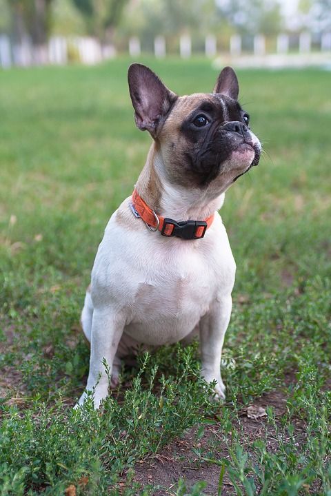 法国斗牛犬 狗 可爱 宠物 哺乳动物 动物 小狗 纵向 品种