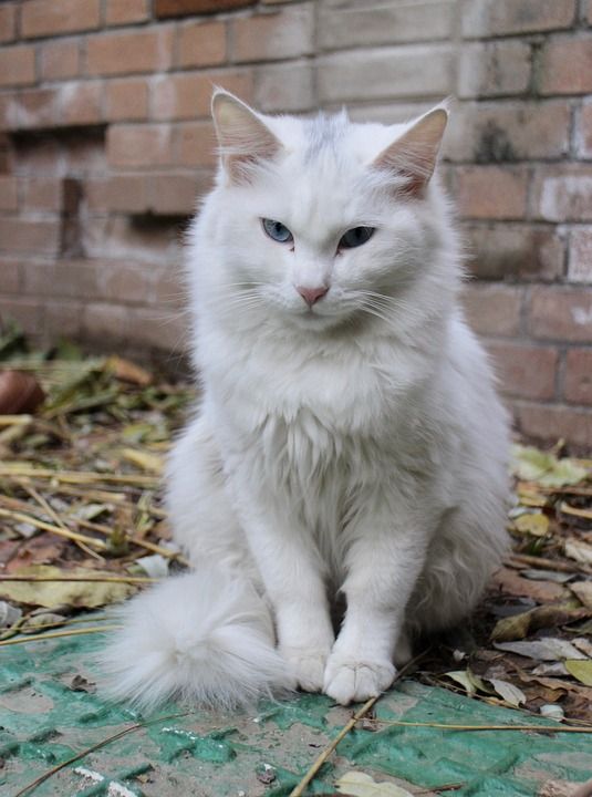 猫 宠物 猫科动物 动物 毛皮 基蒂 国内的 坐着 国内的猫