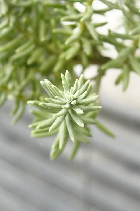 植物 分支 绿色 居住 铸造厂 蒙特雷 新狮子
