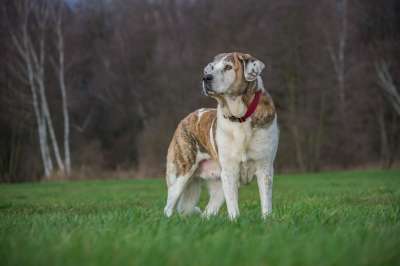 草 动物 狗 草地 场地 马斯汀 牧群保护犬 大狗