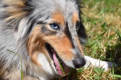 狗的设得兰群岛牧羊犬 婊子蓝梅尔 狗的蓝眼睛 肖像狗的设得兰群岛牧羊犬