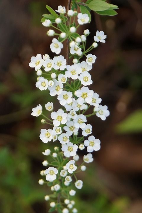 开花 灌木 白色的 花园 春天 植物 盛开 观赏灌木 分支