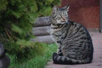 猫 小猫 雄猫 严肃 兽 动物 休息 宠物 兽医 毛皮