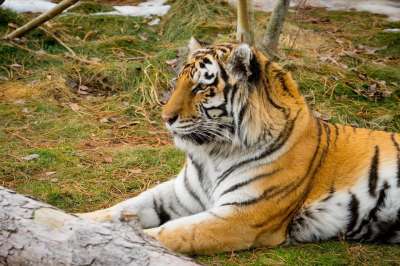 老虎 动物 动物园 野生动物 哺乳动物 大猫 捕食者 猫科动物