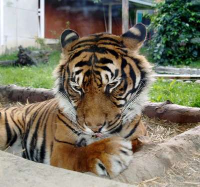 老虎 猫科动物 捕食者 使满意 洗衣店 舔 猫