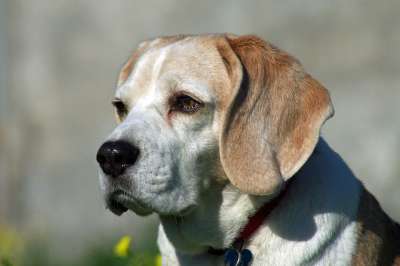 比格犬 狗 鼻子 猎犬 朋友 肖像 耳朵