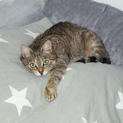 猫 懒惰的 动物 家畜 老虎 小猫 可爱的 松弛 哺乳动物