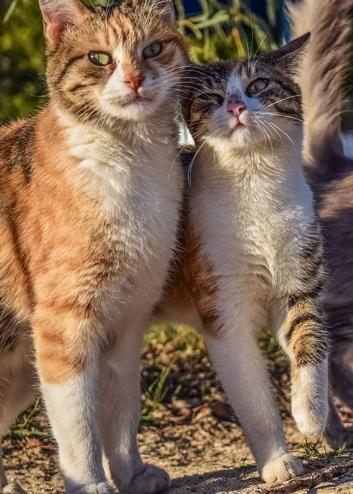 猫 迷路 朋友们 兄弟 玩 户外的 动物