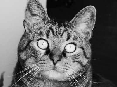 猫 老虎 看 黑色和白色