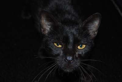 猫 黑猫 宠物 看起来像猫